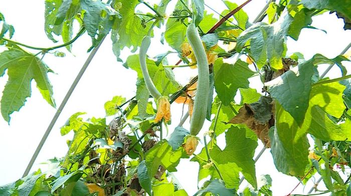 The medicinal value of loofah